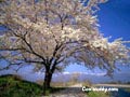 Trees Screensavers