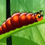 Larva Dream