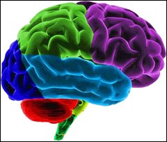 Are You Right or Left Brained?