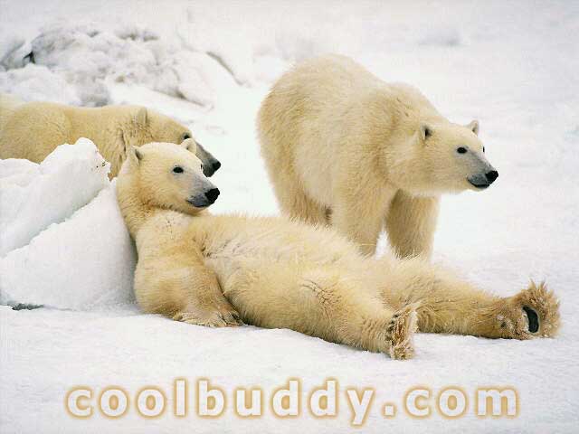 http://www.coolbuddy.com/wallpapers/animals/imgs/polar%20bear.jpg
