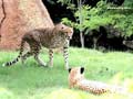 imagens natureza