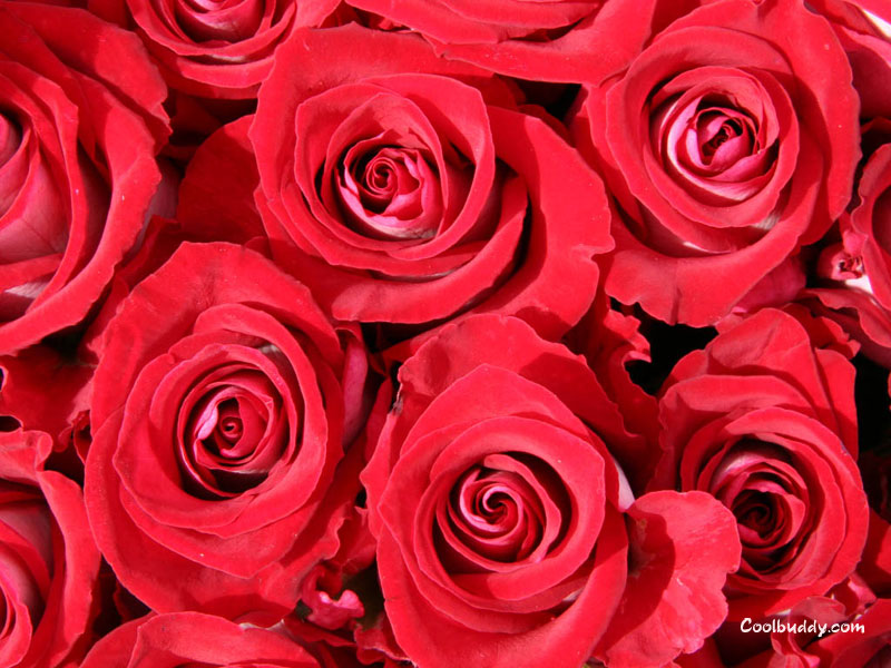 Backgrounds For Roses. wallpapers roses. xlight
