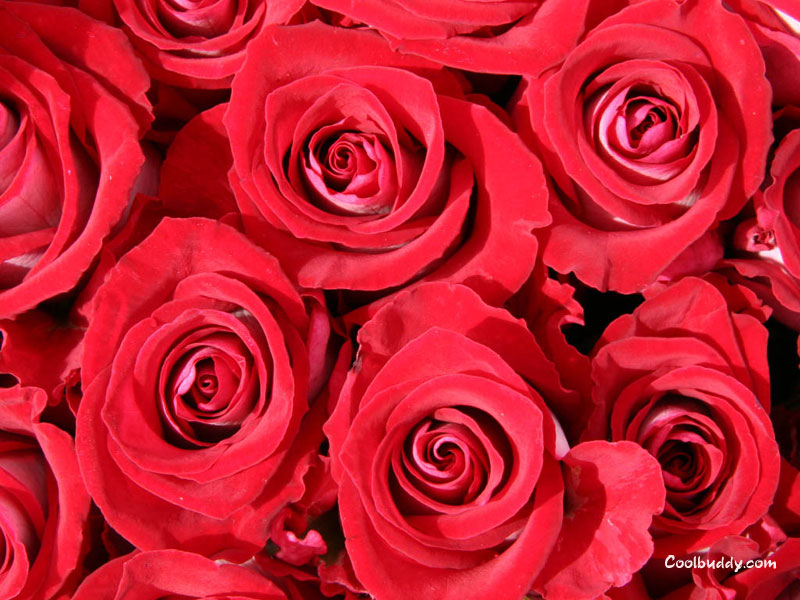 wallpapers rose. wallpapers roses