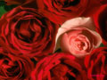 Love Flowers Wallpapers