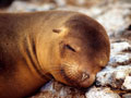 Ocean Life Wallpapers